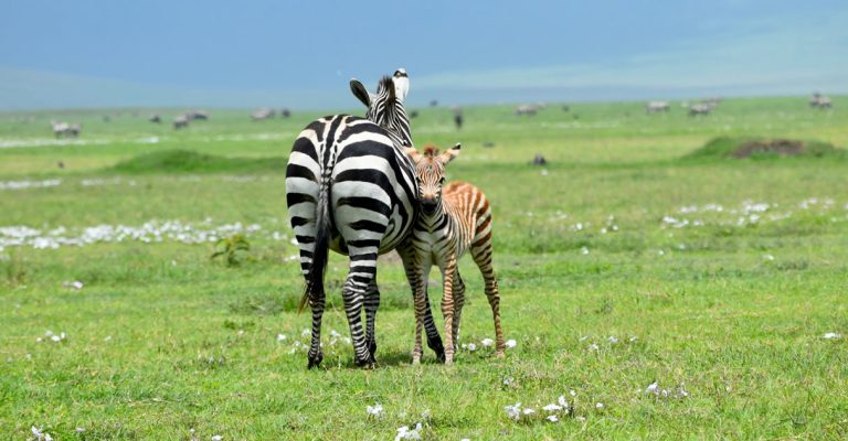 11 Days Kenya Special Safari