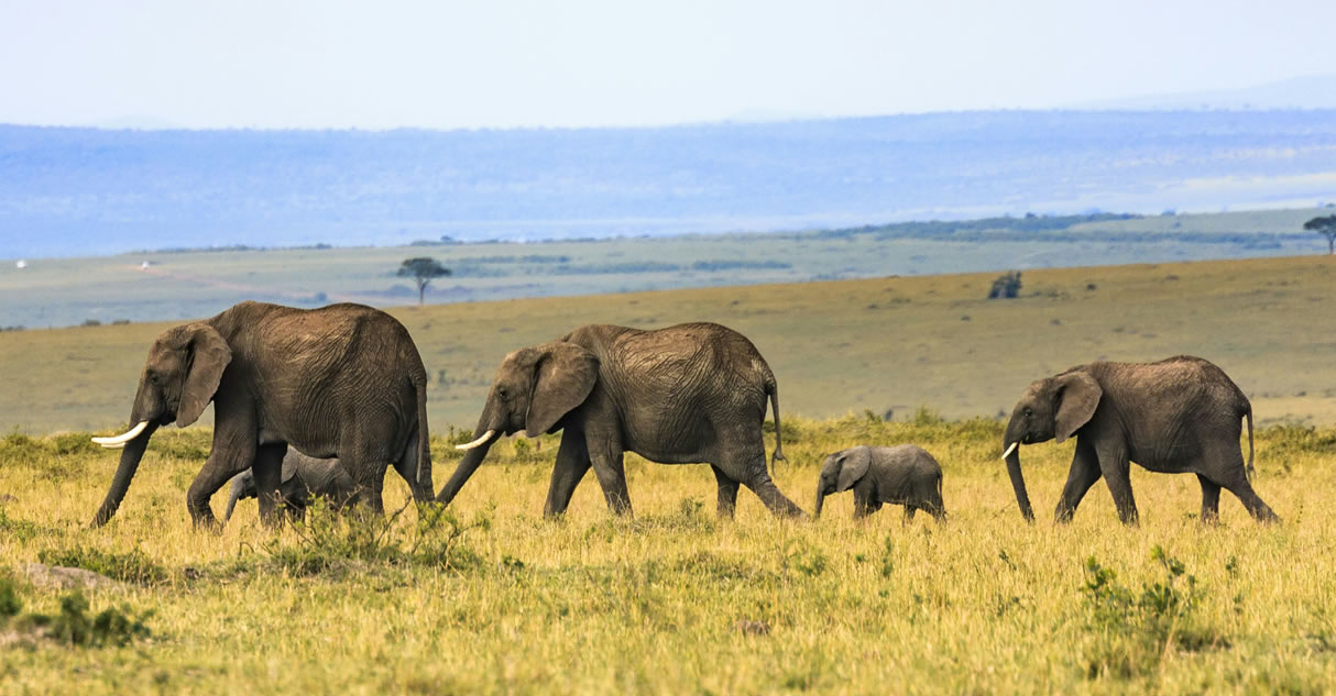 3 Days Amboseli National Park Tsavo West National Park