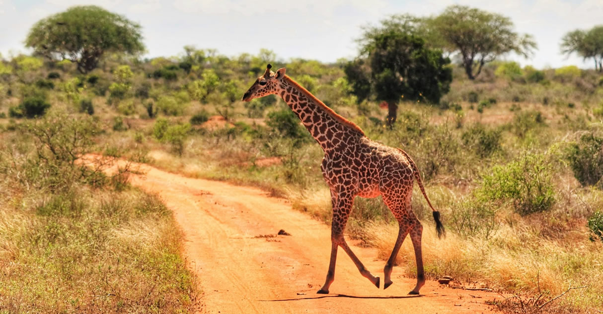 3 Days Tsavo East , West National Park