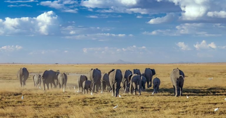 3 Days Tsavo East- Amboseli safari