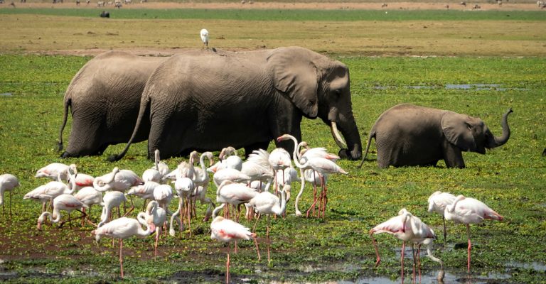 3-days-tsavo-west-amboseli