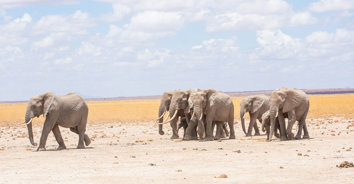 3 Days Amboseli National Park Tsavo West  & Tsavo East National Park
