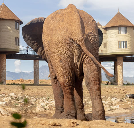 4 Days Saltlick sarova