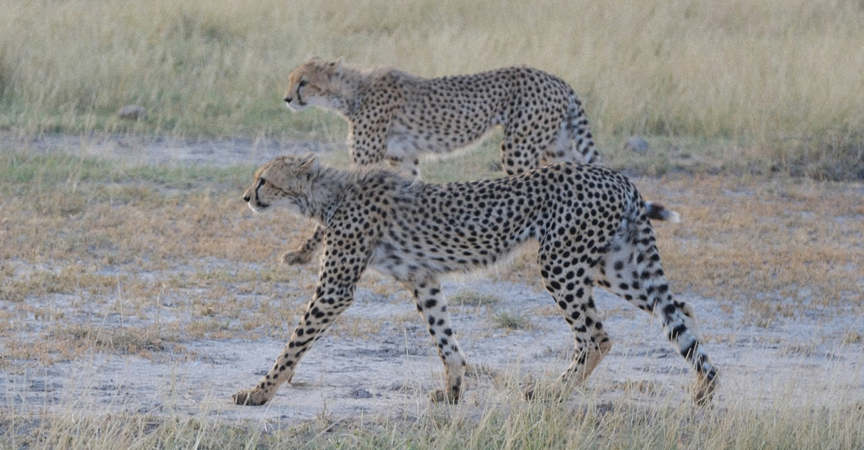 4 Days Tsavo East Amboseli  Tsavo West National Park