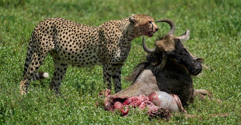 5 Days Amboseli, Lake nakur and Masai Mara