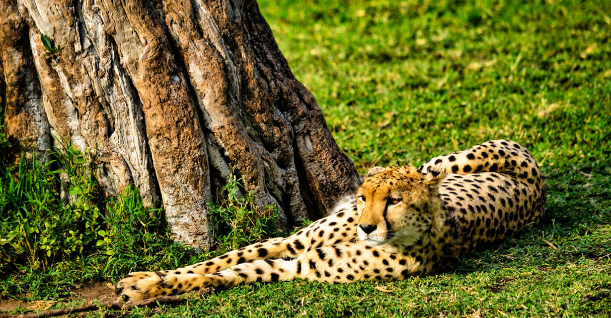 5 Days Amboseli National Park-Voyager Ziwani-Tsavo West National Park-Tsavo East National Park-Tsavo East National Park