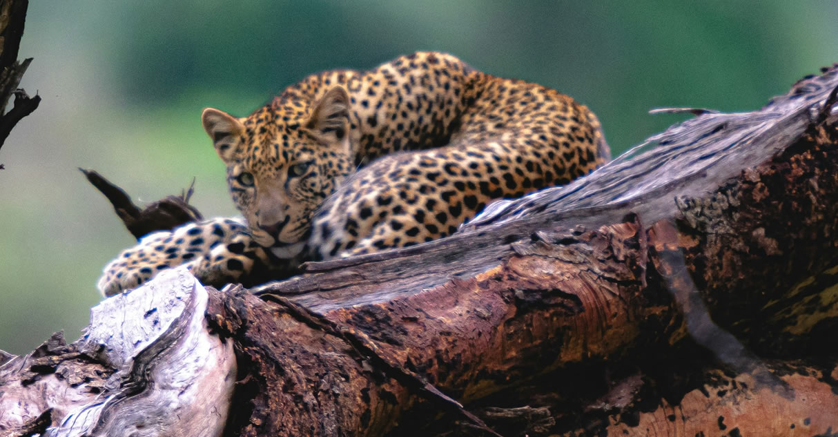 5 Days (4 nights): Mount Kenya, Samburu lake Nakuru.