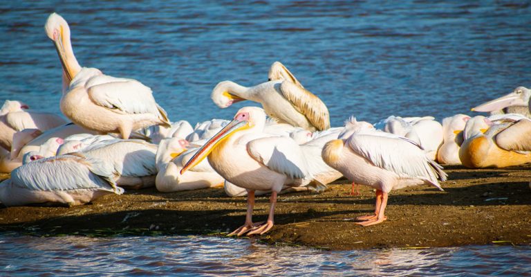 6 Days Kenyan Adventure express