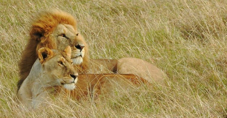 8 Days Kongoni Safari