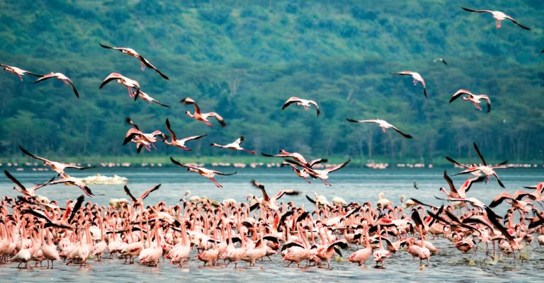 8 Days Savannah Trail