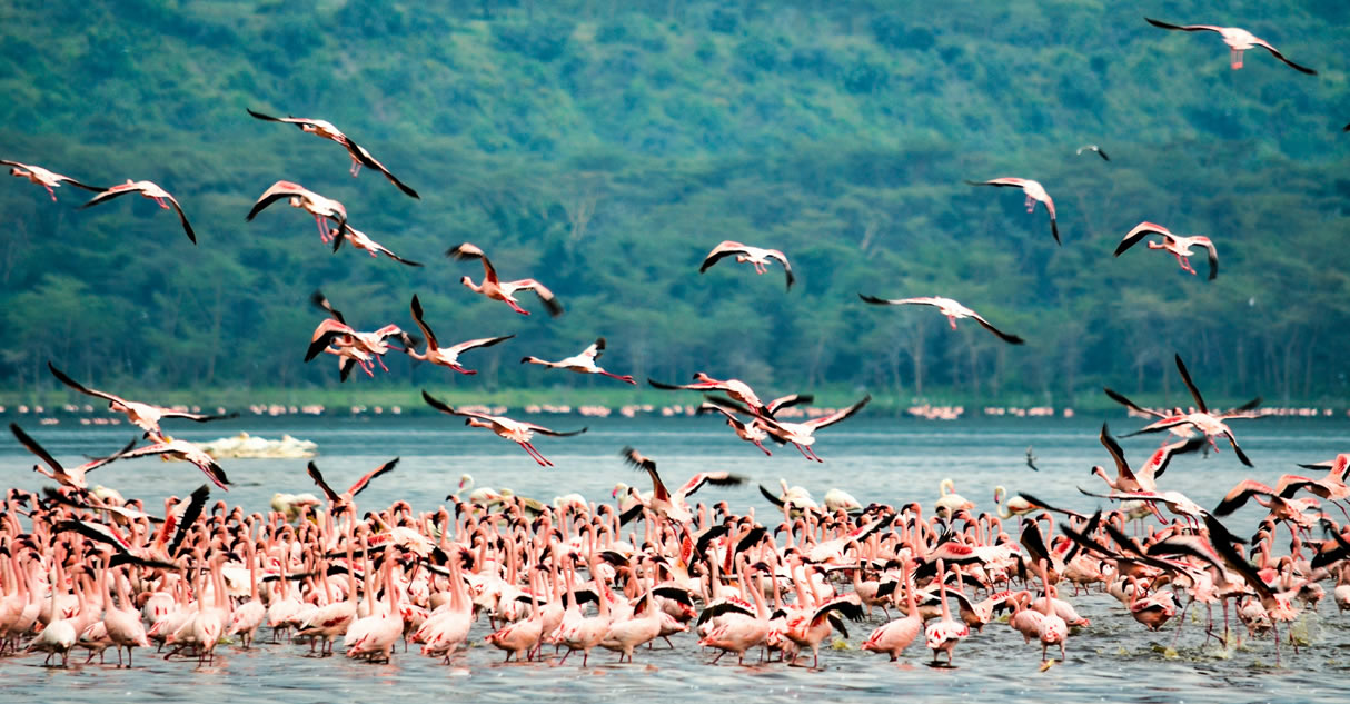 8 Days Masai Mara Game Reserve,Lake Nakuru National Park,Lake Naivasha, Amboseli National Park,Tsavo West National park, Tsavo East National Park