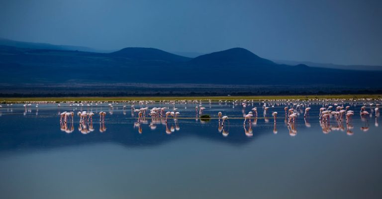 9 Days Amboseli, Lake Nakuru, Lake Bogoria, Masai Mara and Lake Naivasha Safari