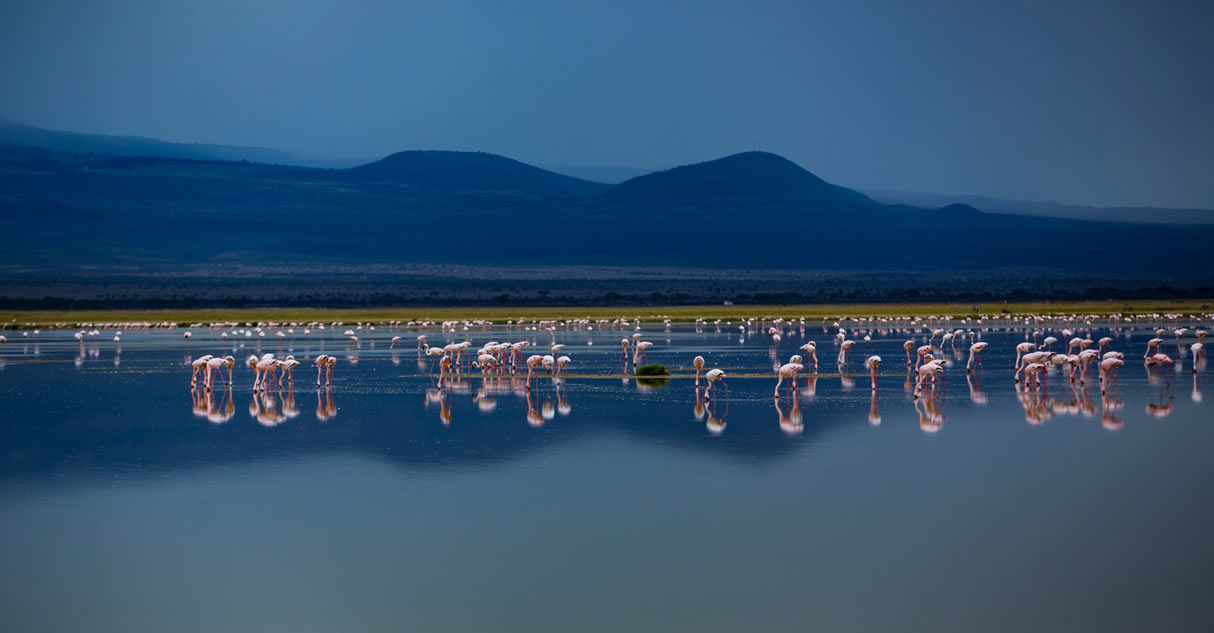 9 Days Amboseli, Lake Nakuru, Lake Bogoria, Masai Mara and Lake Naivasha Safari