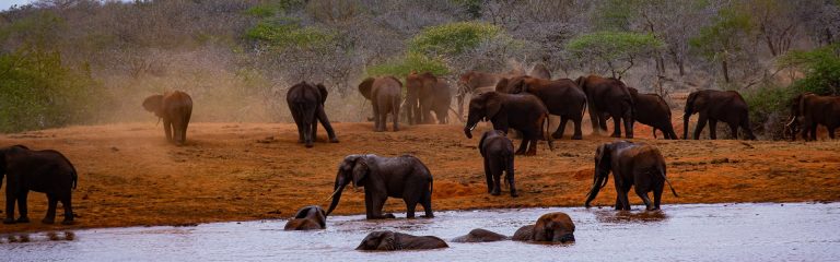 KABS 2 Days (1 Night ) Red Elephant Safari
