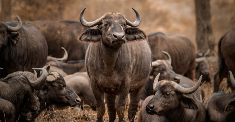 Samburu Game Reserve