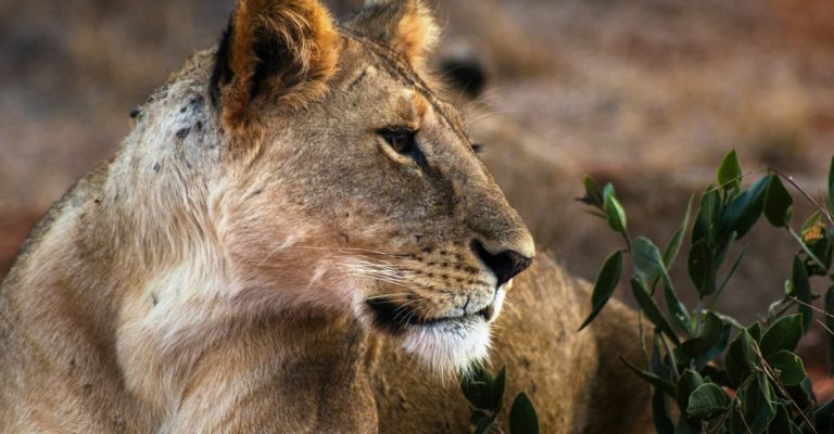 Tsavo East National park-Tsavo west National Park - Voyager Ziwani- Tsavo West National Park