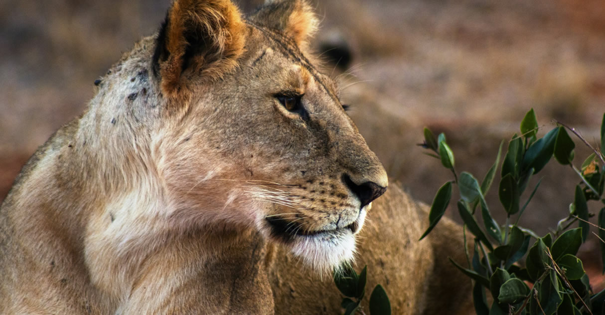 5 Days Tsavo East National park-Tsavo west National Park - Voyager Ziwani- Tsavo West National Park