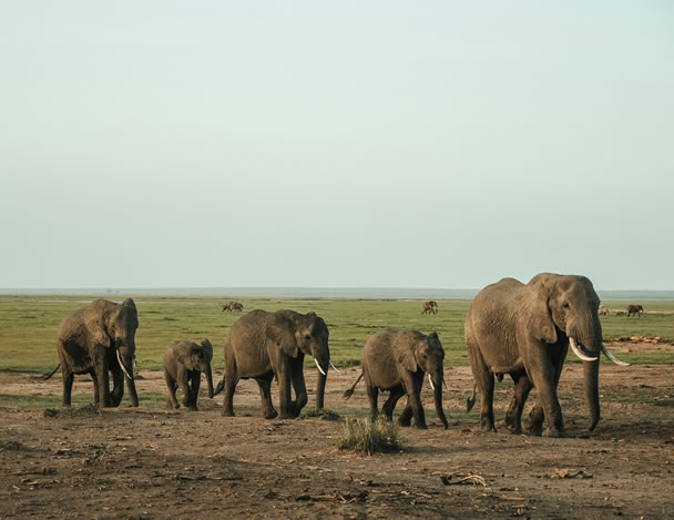 Amboseli National Park