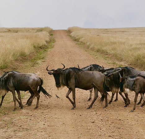 Bush to Beach Safaris