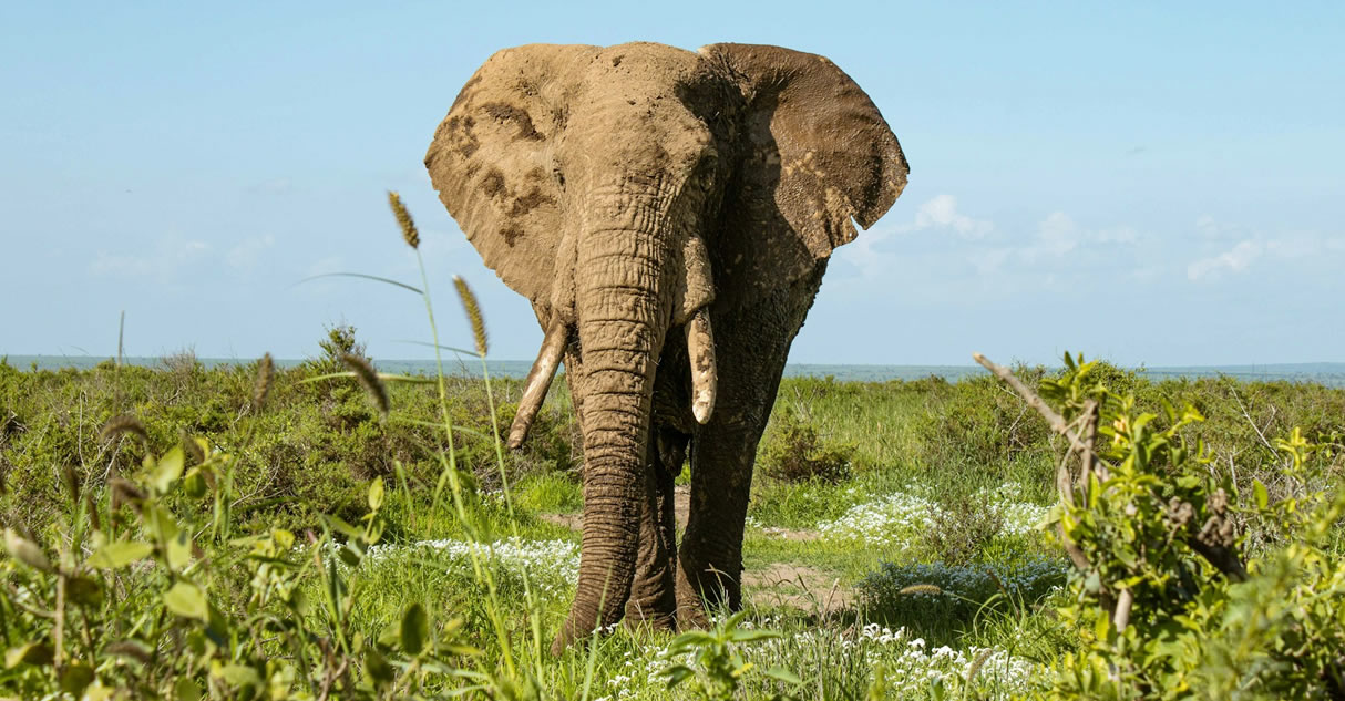 7 Days ( 6 Nights): Mara adventure Safari